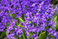 Purple Hyacinth Fine Art Print