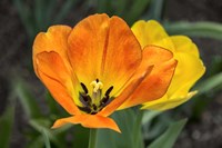 Orange Tulip And Double Daffodil Fine Art Print