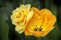 Orange Darwin Hybrid Tulip And Double Daffodil Fine Art Print