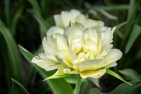 White Exotic Emperor Tulip Fine Art Print