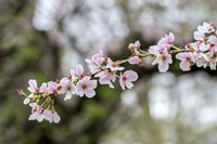 Branch Of Cherry Blossoms Fine Art Print