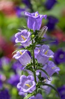 Campanula, Canterbury-Bells Fine Art Print