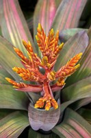 Orange Aechmea Fine Art Print