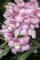 Pink Orchid Fine Art Print