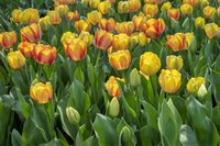 Beauty Of Spring Darwin Hybrid Tulip Fine Art Print