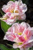 Pink Double Early Tulip Fine Art Print