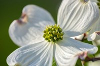 White Dogwood Flowers Fine Art Print