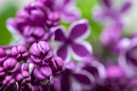 Purple Lilac Fine Art Print