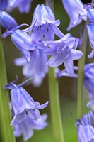 English Wood Hyacinth 2 Fine Art Print