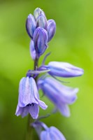 English Wood Hyacinth 3 Fine Art Print