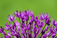 Allium Fine Art Print