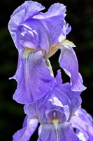 Bearded Iris Fine Art Print