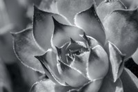 Hens And Chicks, Succulents 1 Fine Art Print