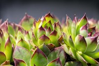Hens And Chicks, Succulents 2 Fine Art Print
