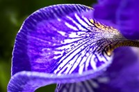 Siberian Iris 1 Fine Art Print