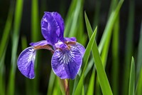 Siberian Iris 2 Fine Art Print