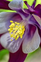 Columbine 1 Fine Art Print