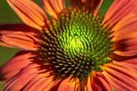 Orange Coneflower Fine Art Print