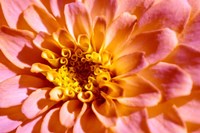 Yellow And Pink Dahlia Fine Art Print