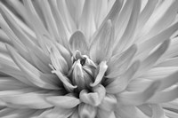 Pink Dahlia A Fine Art Print