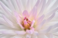 Pink Dahlia B Fine Art Print