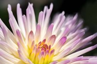Pink Dahlia C Fine Art Print