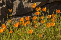 California Poppies In Bloom Fine Art Print
