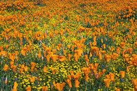 California Poppies And Goldfield Fine Art Print