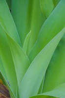 Tropical Foliage Detail 1 Fine Art Print