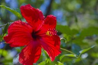 Hibiscus Flower Fine Art Print