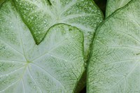 Caladium Leaves Fine Art Print