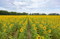 Sunflowers In Field Fine Art Print