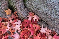 Red Maple Leaves Fine Art Print