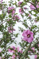 Flowers In Fog Fine Art Print