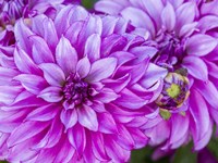 Purple Dahlia Fine Art Print
