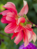 Close-Up Of A Dahlia Fine Art Print