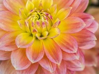Macro Of A Dahlia Fine Art Print