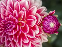 Close-Up Of A Red Dahlia Fine Art Print