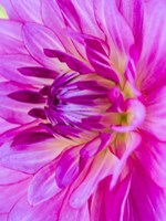 Macro Of A Pink Dahlia Fine Art Print
