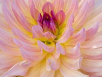 Dahlia Variety Fine Art Print