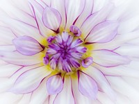 Purple & White Dahlia Fine Art Print