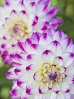 Pair Of Dahlias Fine Art Print