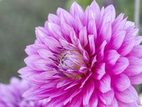 Blooming Dahlia Fine Art Print