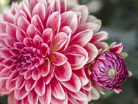 Dahlia With Bud Fine Art Print
