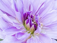 Center Of A Dahlia Fine Art Print