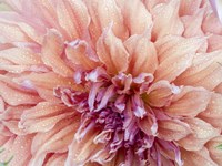 Orange Dahlia Fine Art Print