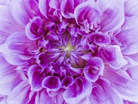Close-Up Of A Purple Dahlia Fine Art Print