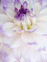 White Dahlia with Purple Edges Fine Art Print
