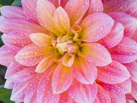 Blushing Dahlia Fine Art Print