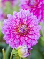 Dahlias Fine Art Print